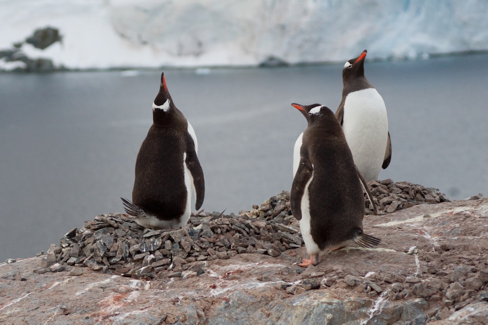 three penguins sitting on a rock near a body of water
