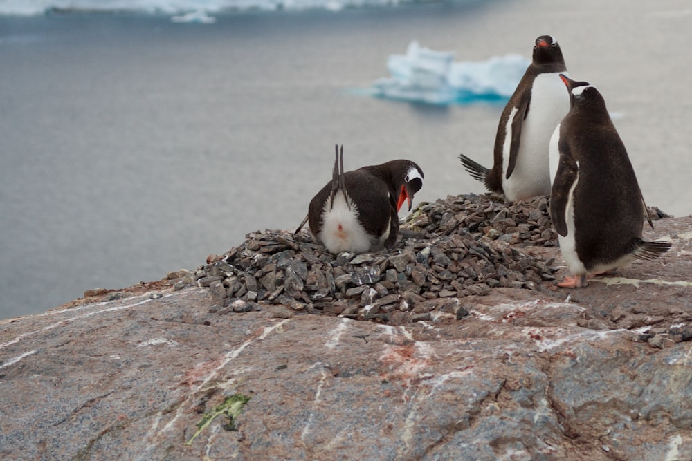 a group of penguins standing on top of a rock