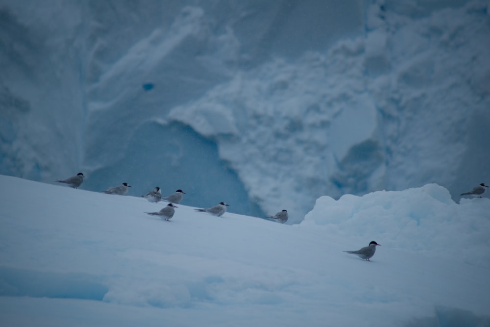 a flock of birds standing on top of a snow covered slope