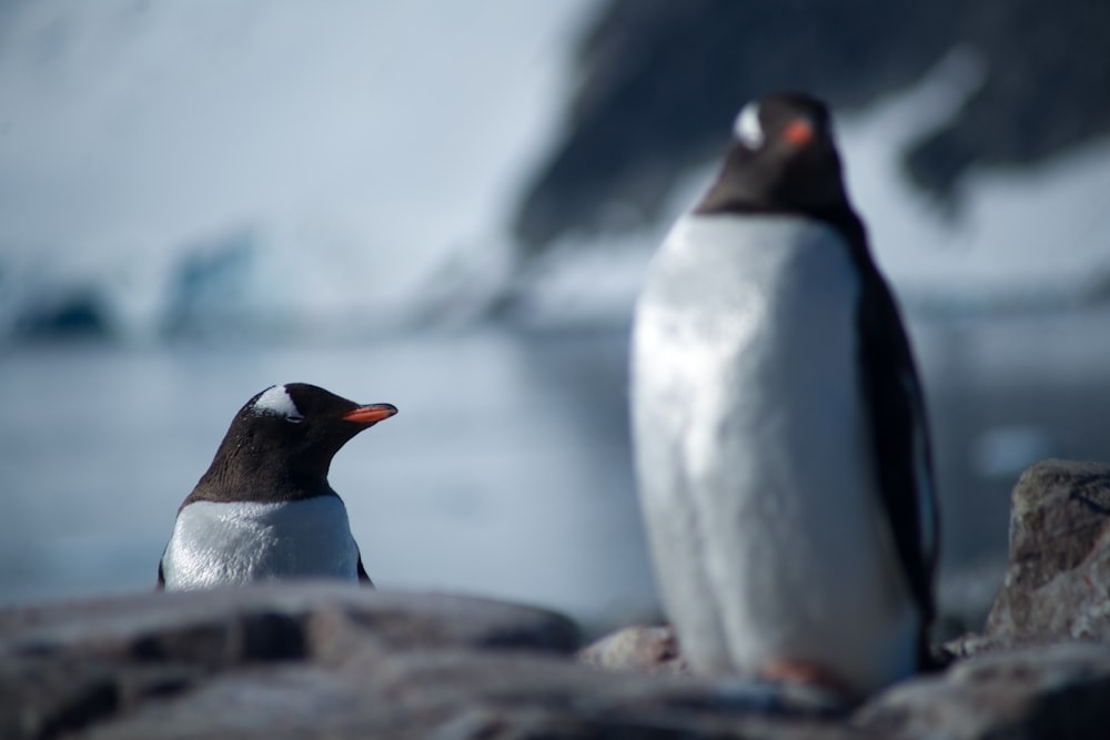 a couple of penguins standing on top of a rocky beach