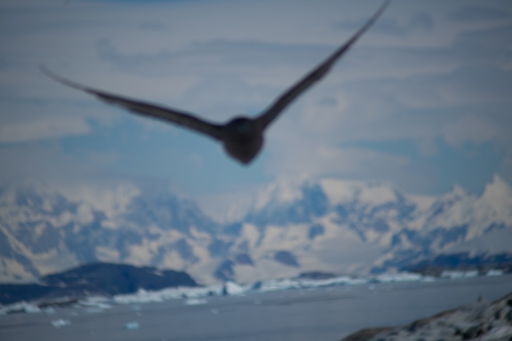a bird flying over a body of water with mountains in the background