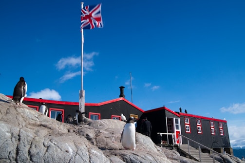 A group of penguins are perched on rocky terrain in front of a black and red building with a Union Jack flag flying above. The sky is clear and blue with a few scattered clouds. The building has several windows with white frames and a staircase leading up to an entrance.