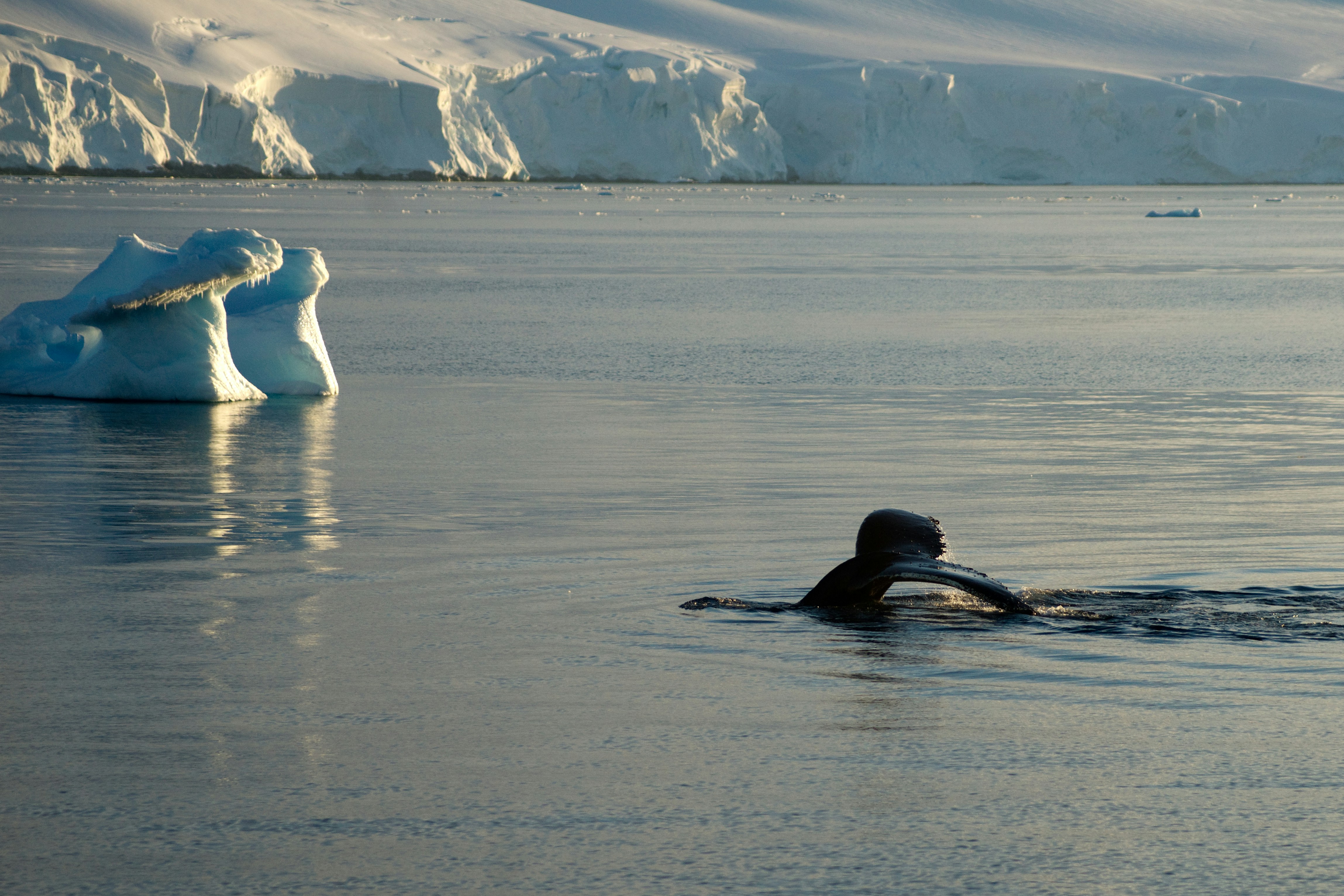 Una persona nadando en un cuerpo de agua con icebergs en el fondo