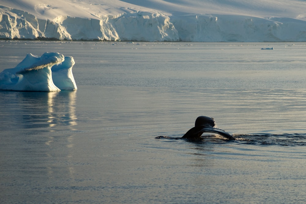 a person swimming in a body of water with icebergs in the background