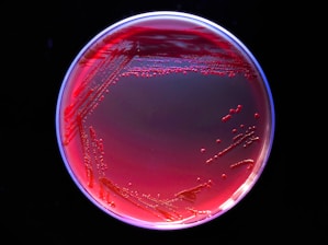 A close-up of vibrant microbial pigments in various colors displayed in petri dishes.