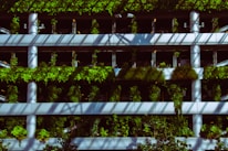 A multi-level parking structure is adorned with lush green plants covering its facade. The white beams and pillars create a sharp contrast with the vegetation. Shadows form intricate patterns across the surface, suggesting sunlight filtering through a dense canopy. The overall ambiance blends architecture with nature.