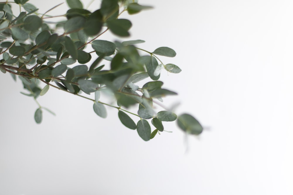 a close up of a plant with green leaves