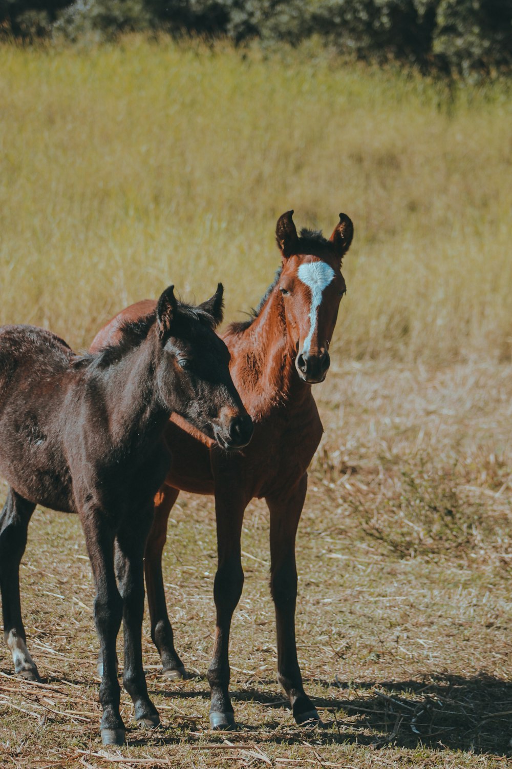 a couple of horses standing on top of a dry grass field