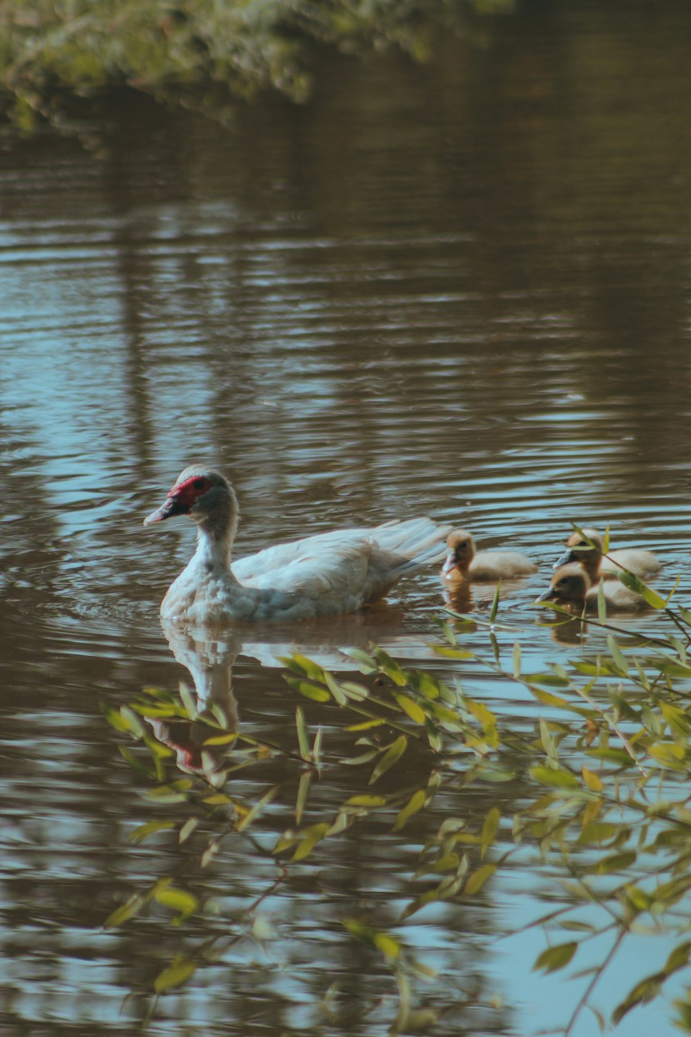 a group of ducks floating on top of a lake