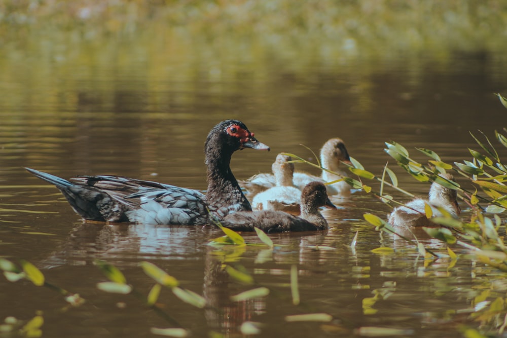 a group of ducks floating on top of a lake