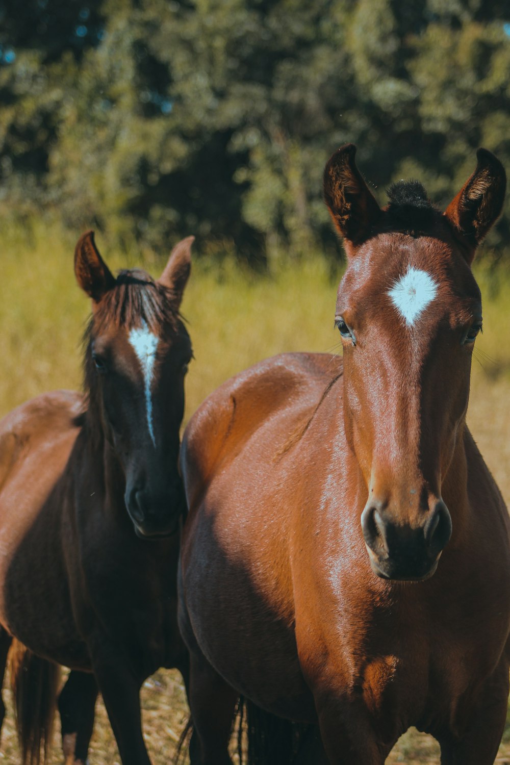 a couple of brown horses standing next to each other