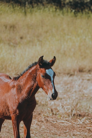 A young three-year-old horse standing gracefully in a sunlit green pasture.
