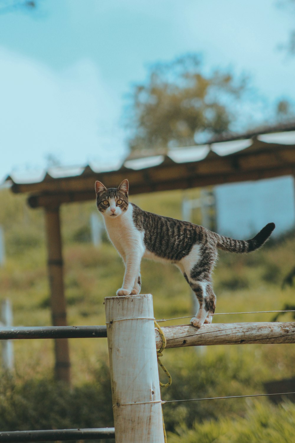 a cat standing on top of a wooden fence