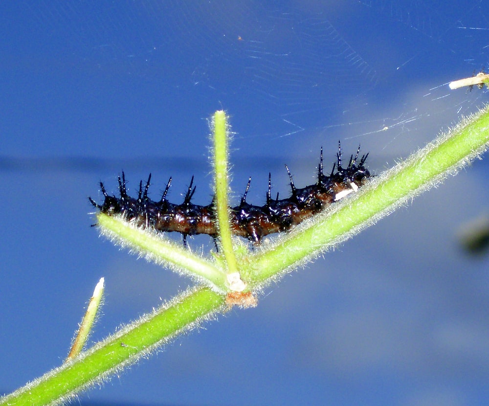 a close up of a caterpillar on a plant