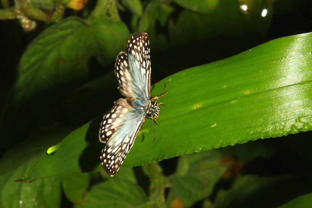 two butterflies are sitting on a green leaf