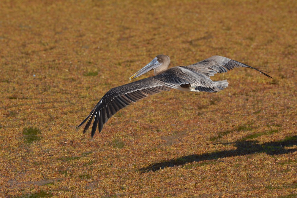 a large bird flying over a dry grass field