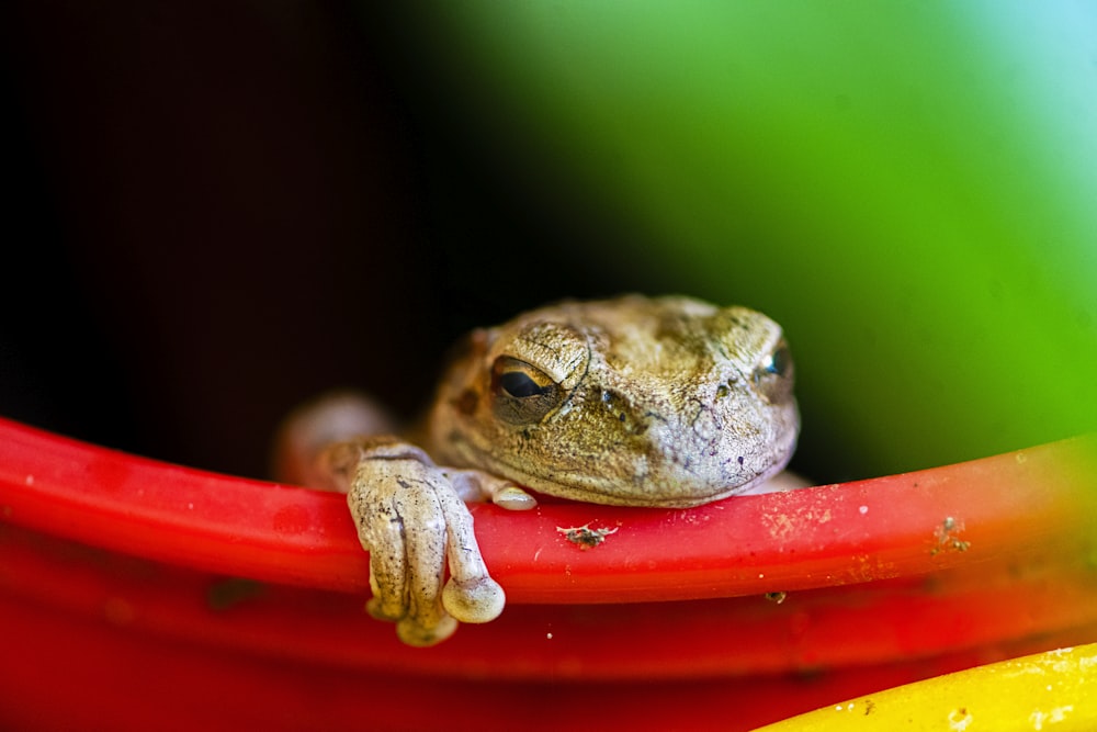 a small frog sitting on top of a red object