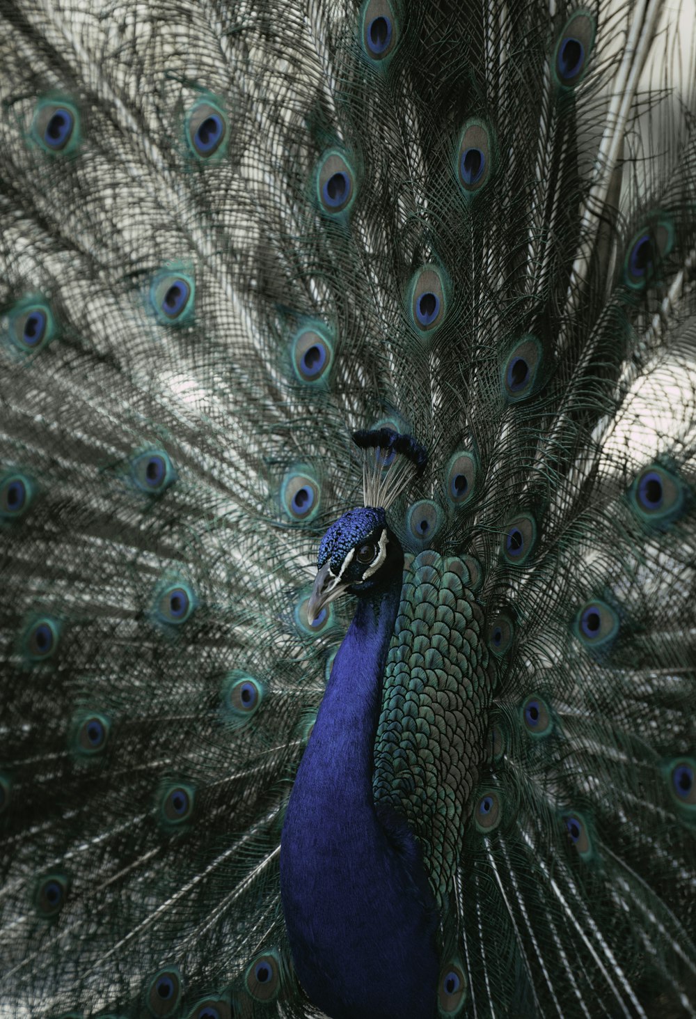 a peacock with its feathers spread out