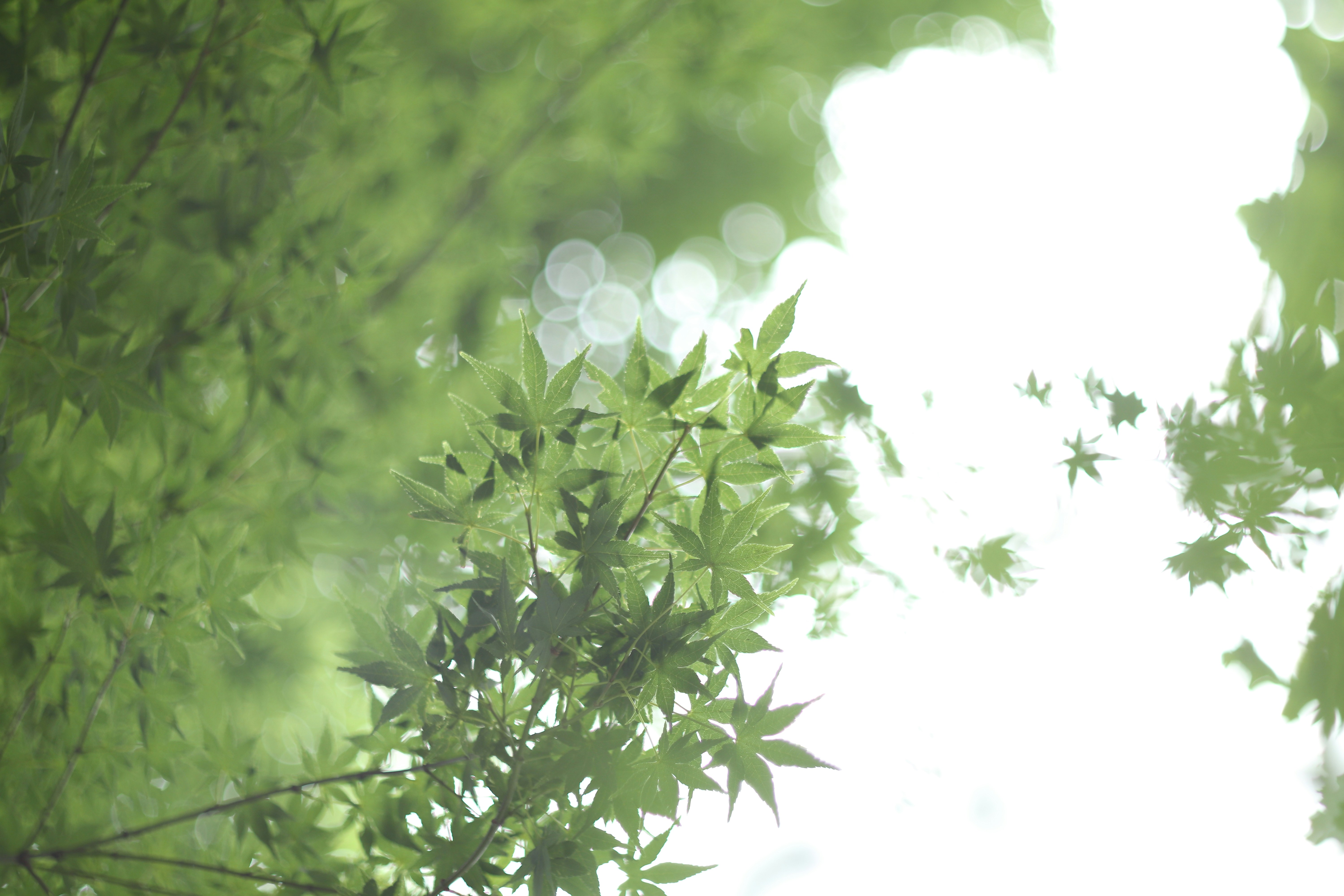 Photo by takatsuchida