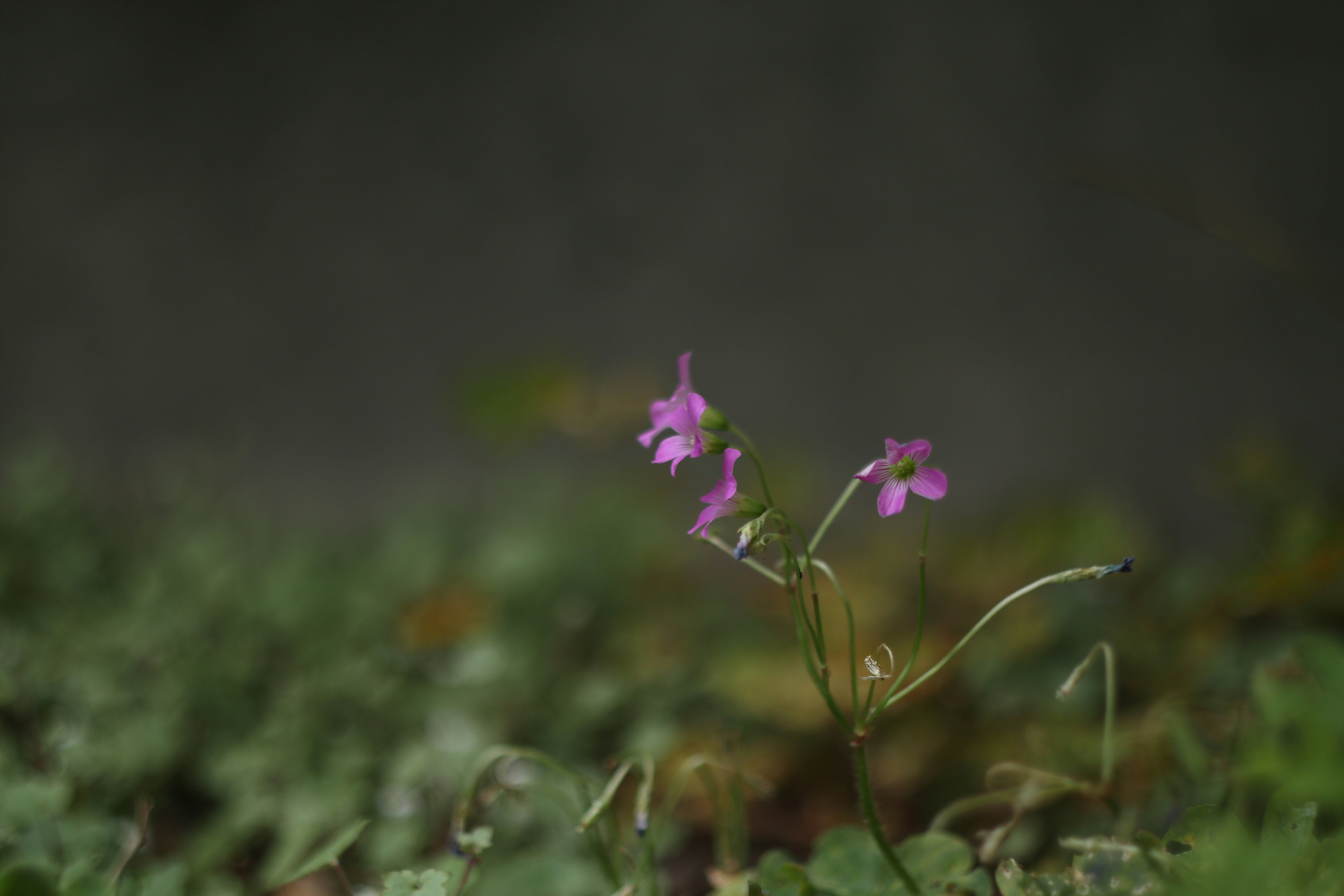 Photo by takatsuchida