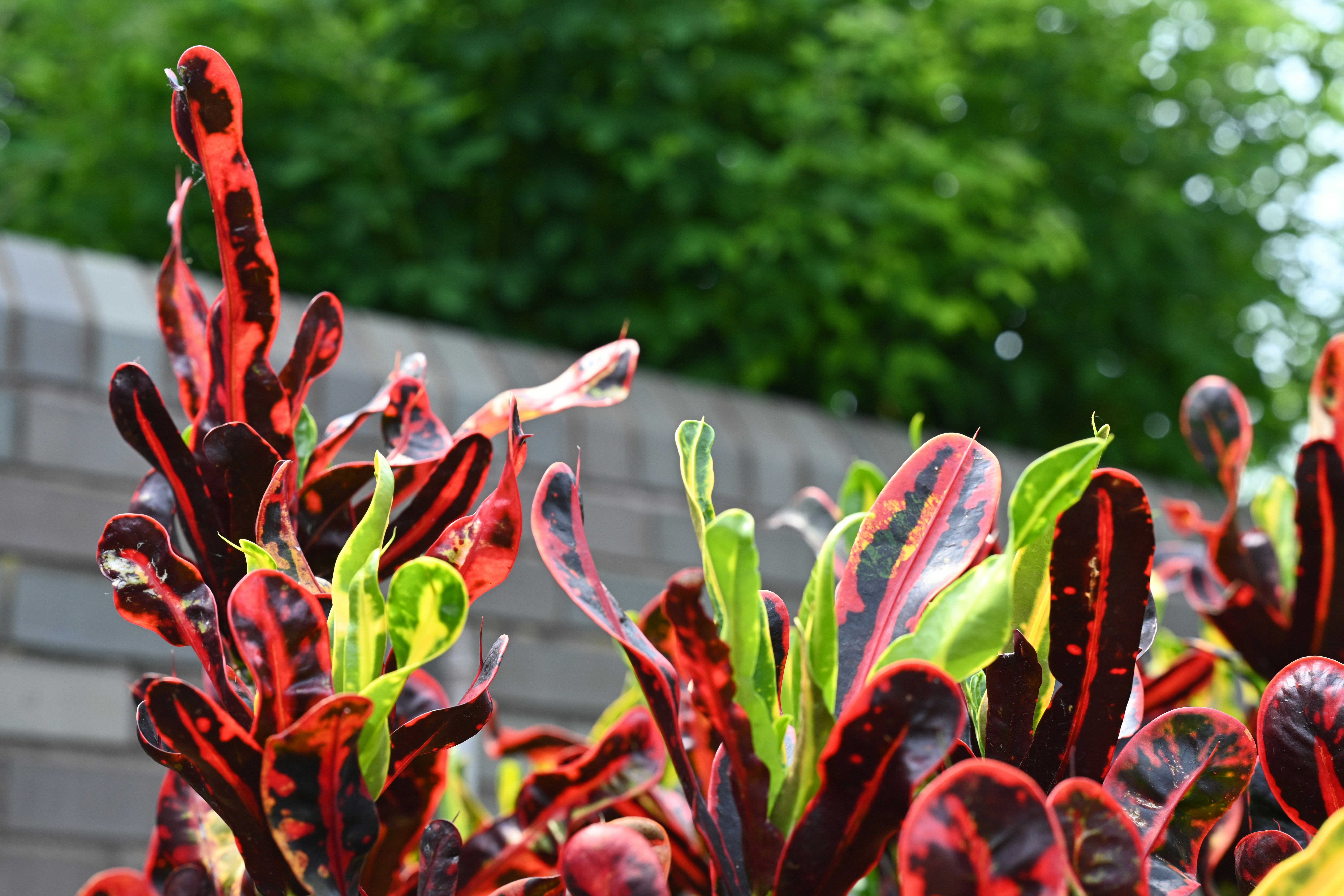 Artificial Croton Plant
