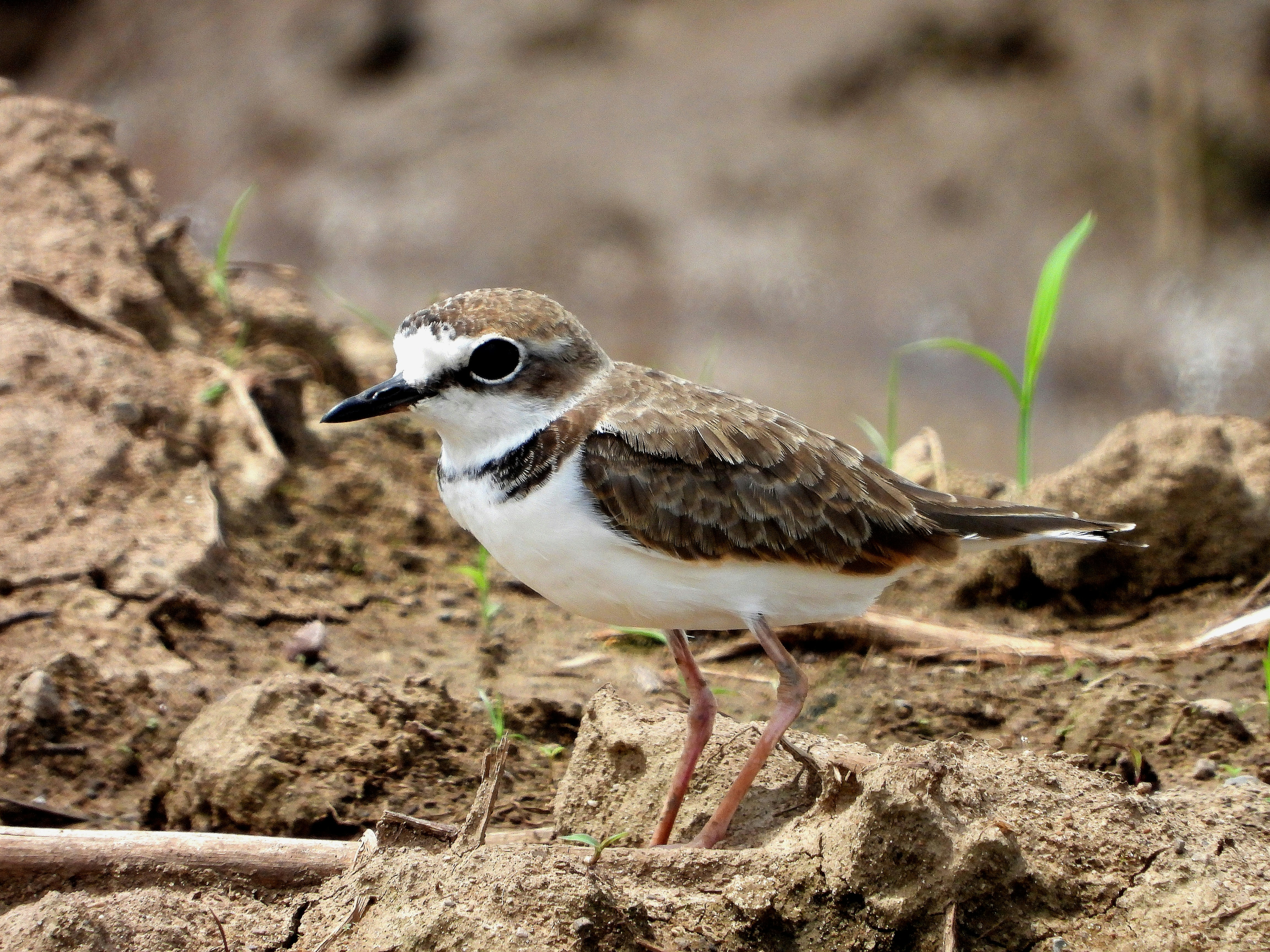 a small bird standing on top of a dirt field