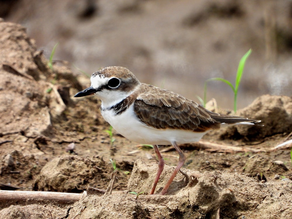 a small bird standing on top of a dirt field