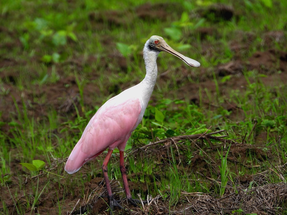 a pink and white bird standing in the grass