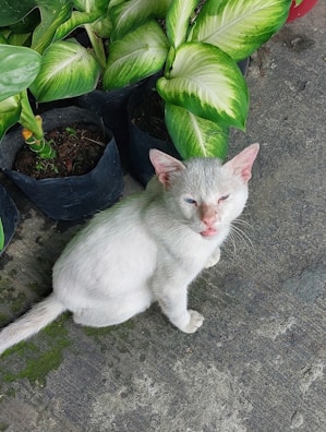 A white cat with blue eyes sitting on a concrete surface surrounded by lush green potted plants with large variegated leaves.