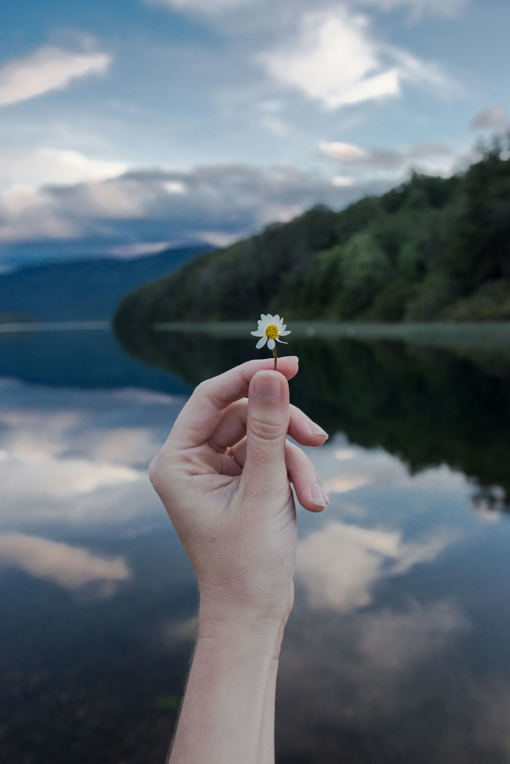 a person's hand holding a small flower over a body of water