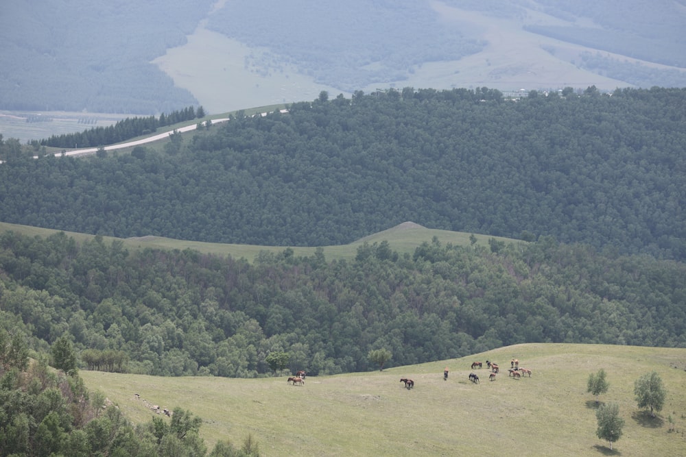 a herd of cattle grazing on a lush green hillside