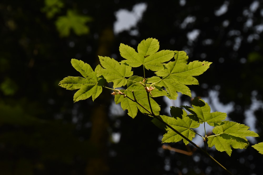 a close up of a green leaf on a tree