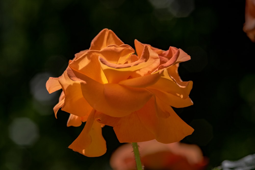 a close up of an orange flower with blurry background