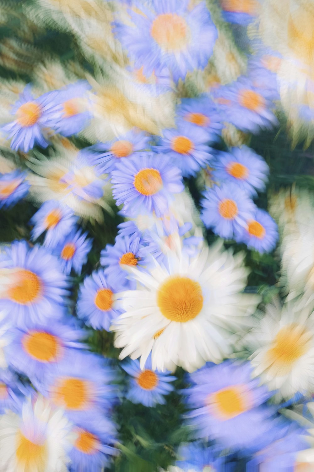 a bunch of blue and white flowers with yellow centers