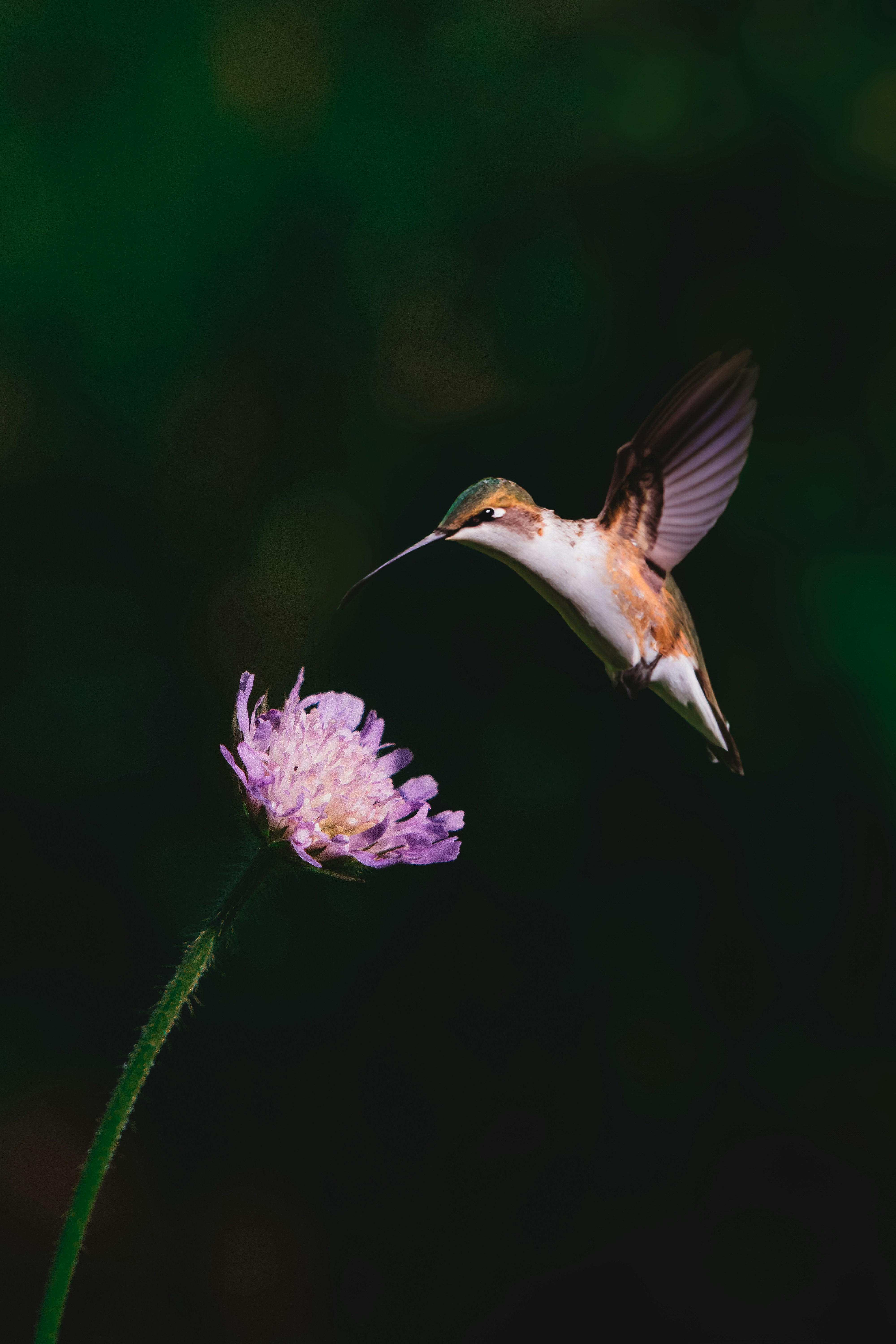 a hummingbird flying over a purple flower