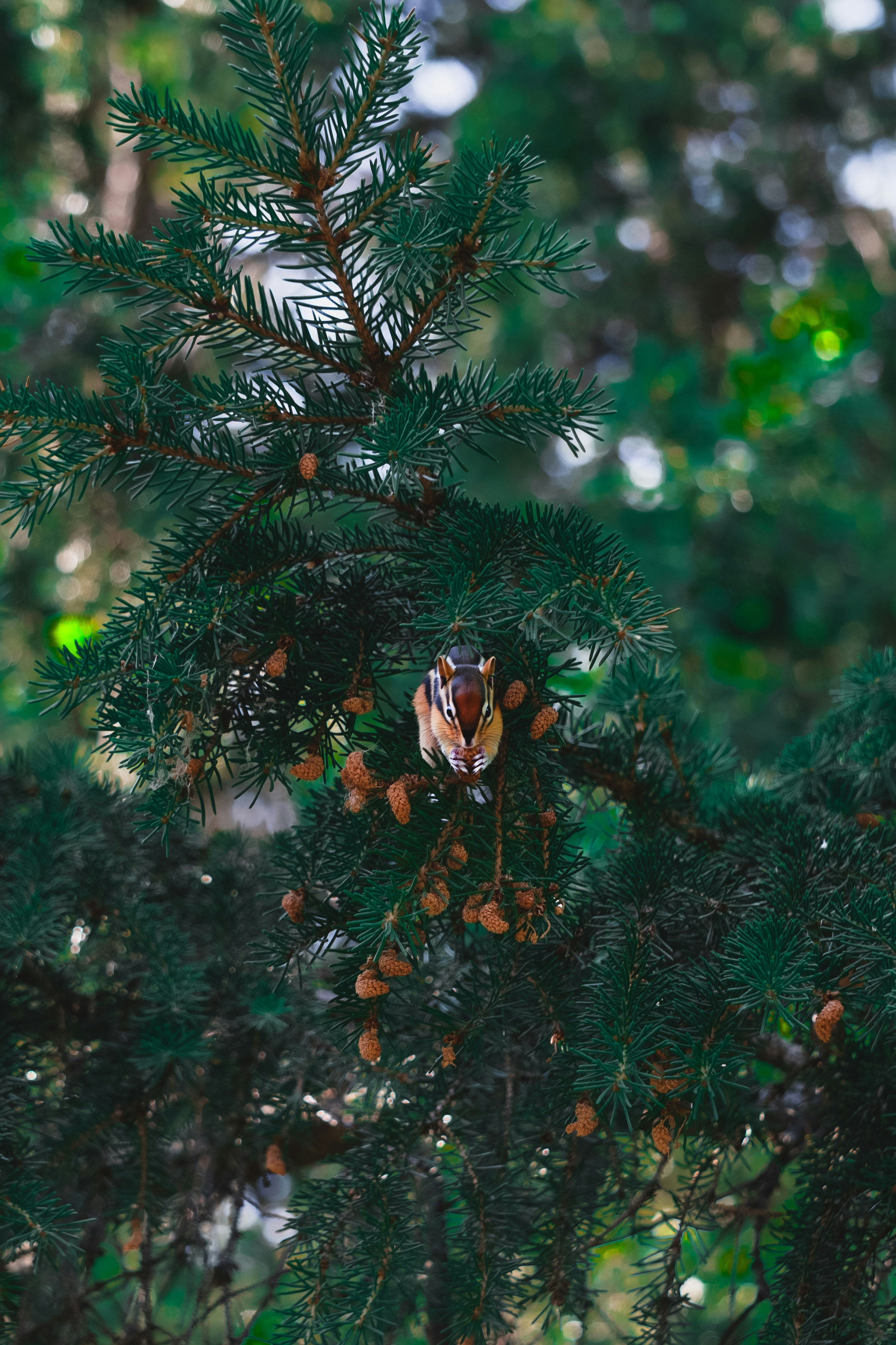 a pine tree filled with lots of pine cones