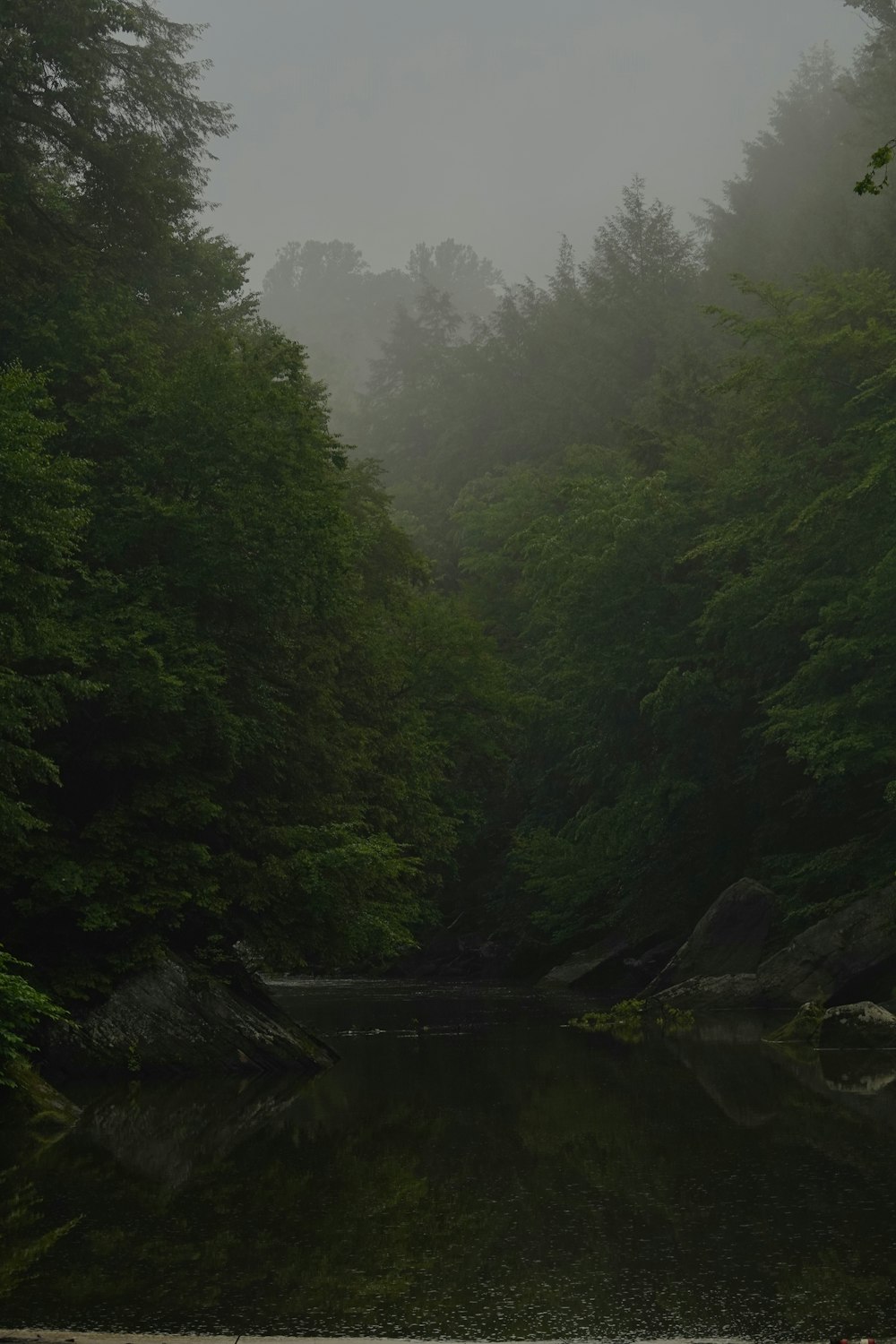 un cuerpo de agua rodeado de árboles y niebla
