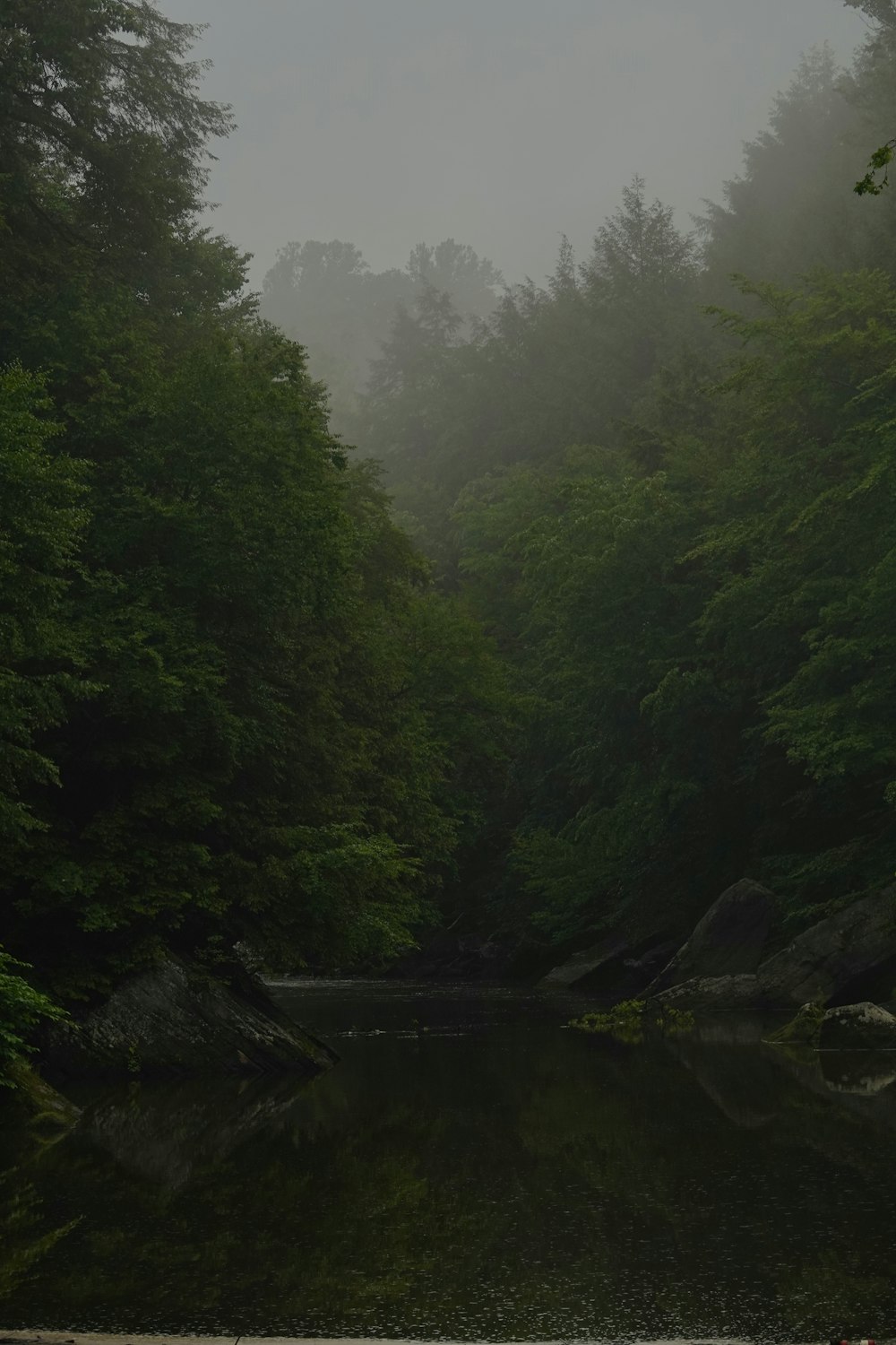 a body of water surrounded by trees and fog