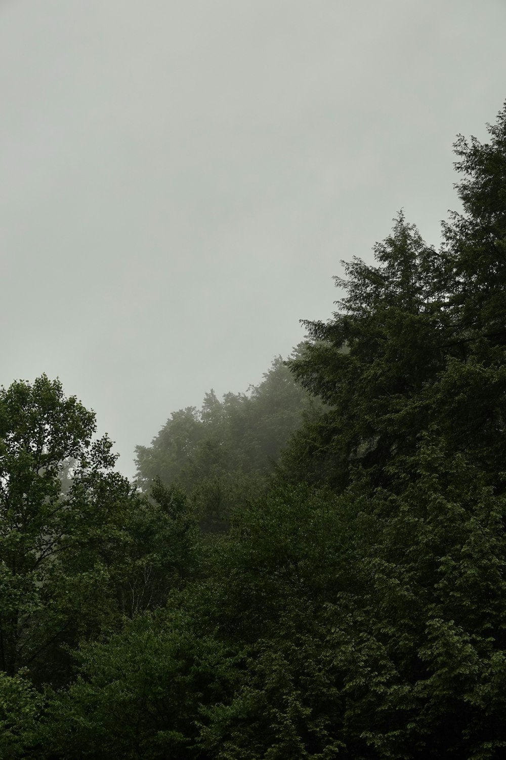 a forest filled with lots of green trees