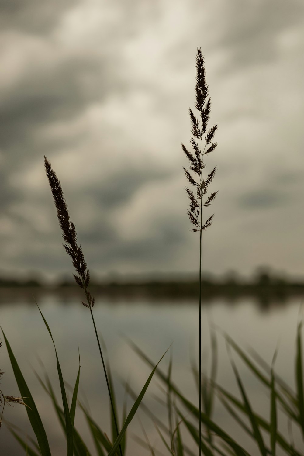 a couple of tall grass next to a body of water