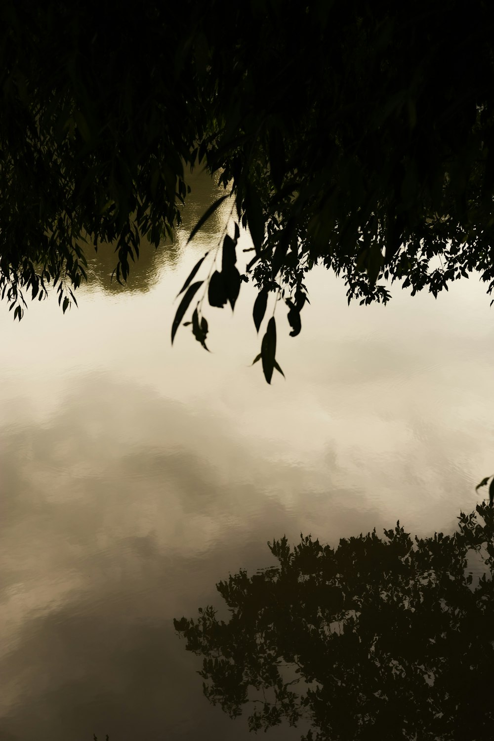 the reflection of a tree in the water