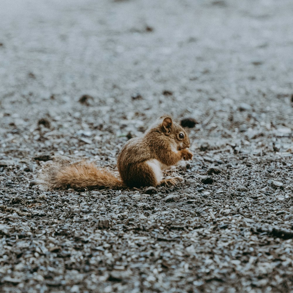 Un piccolo scoiattolo seduto in cima a un campo di ghiaia