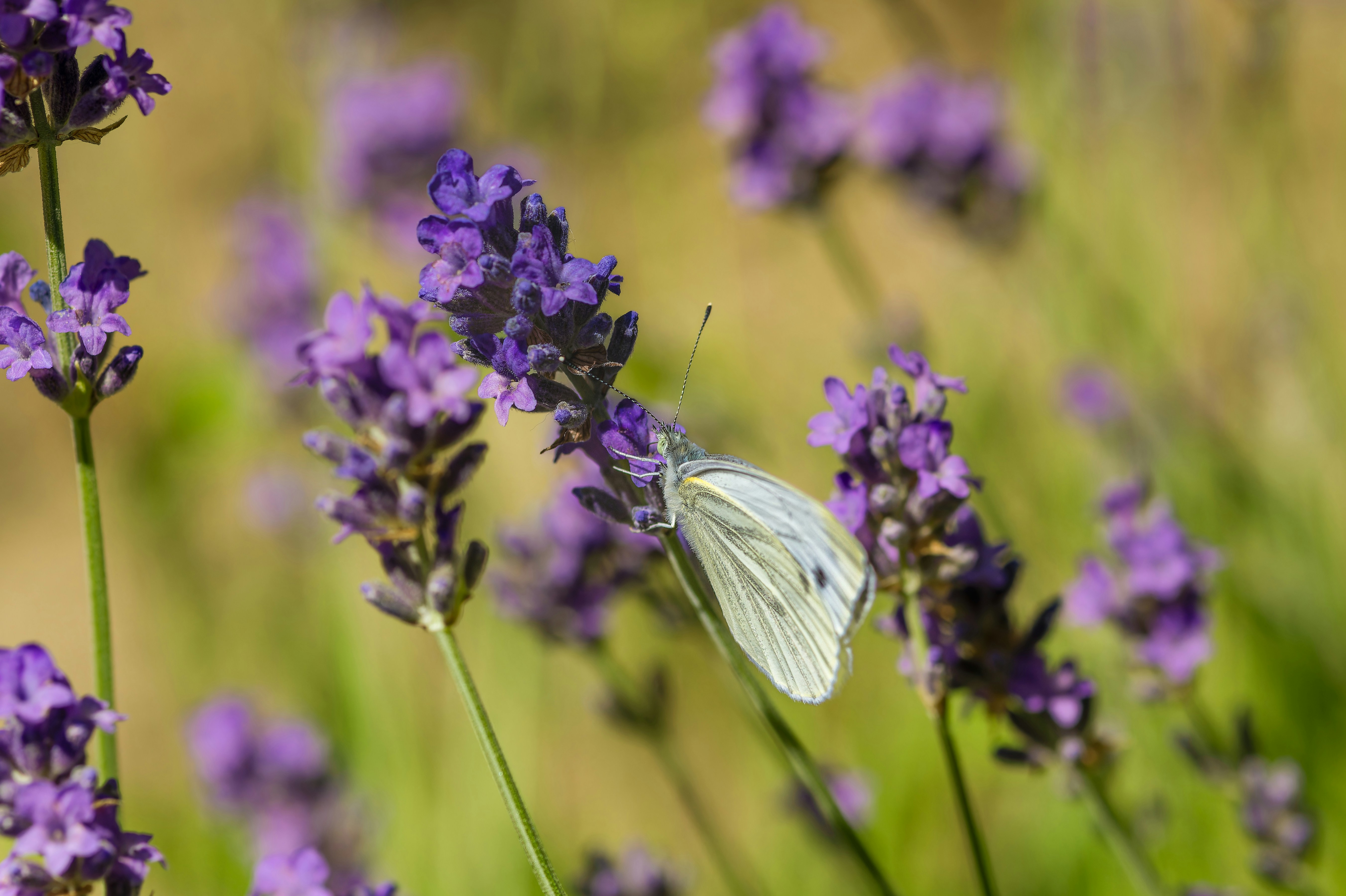 Photo by siegfriedpoepperl