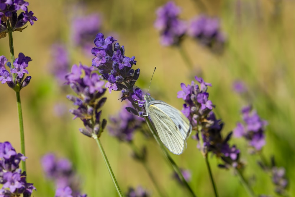 a white butterfly sitting on a purple flower