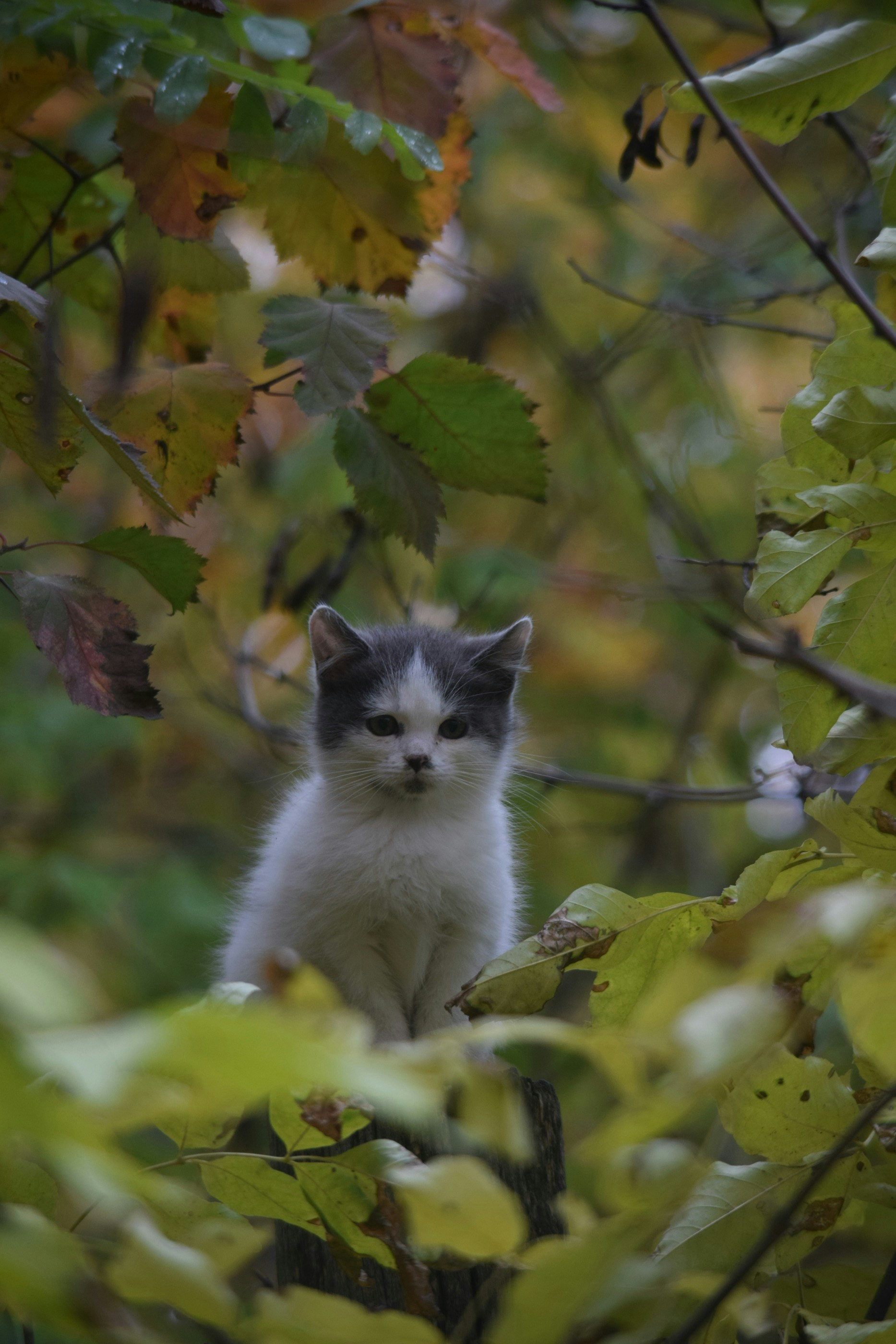a white and gray cat sitting in a tree