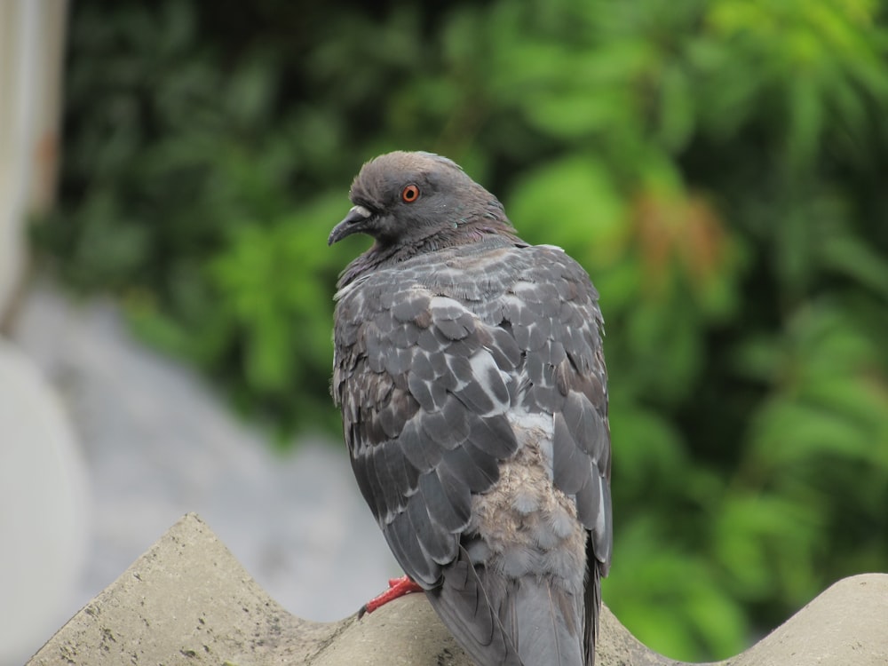 a bird sitting on top of a cement wall