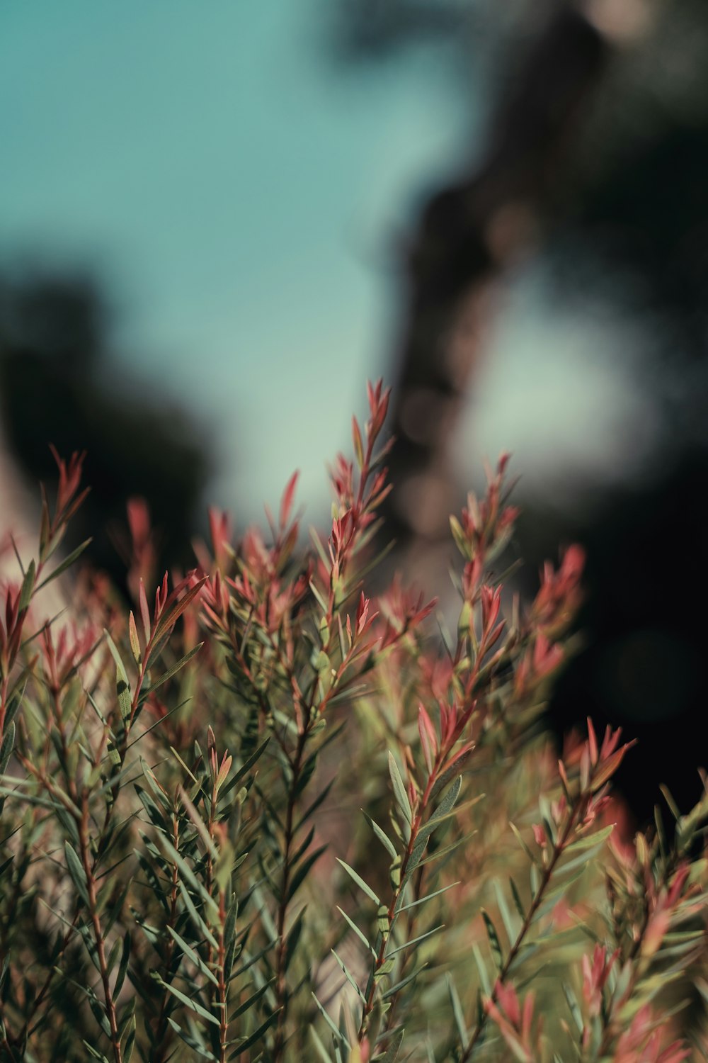 a close up of a bush with red leaves