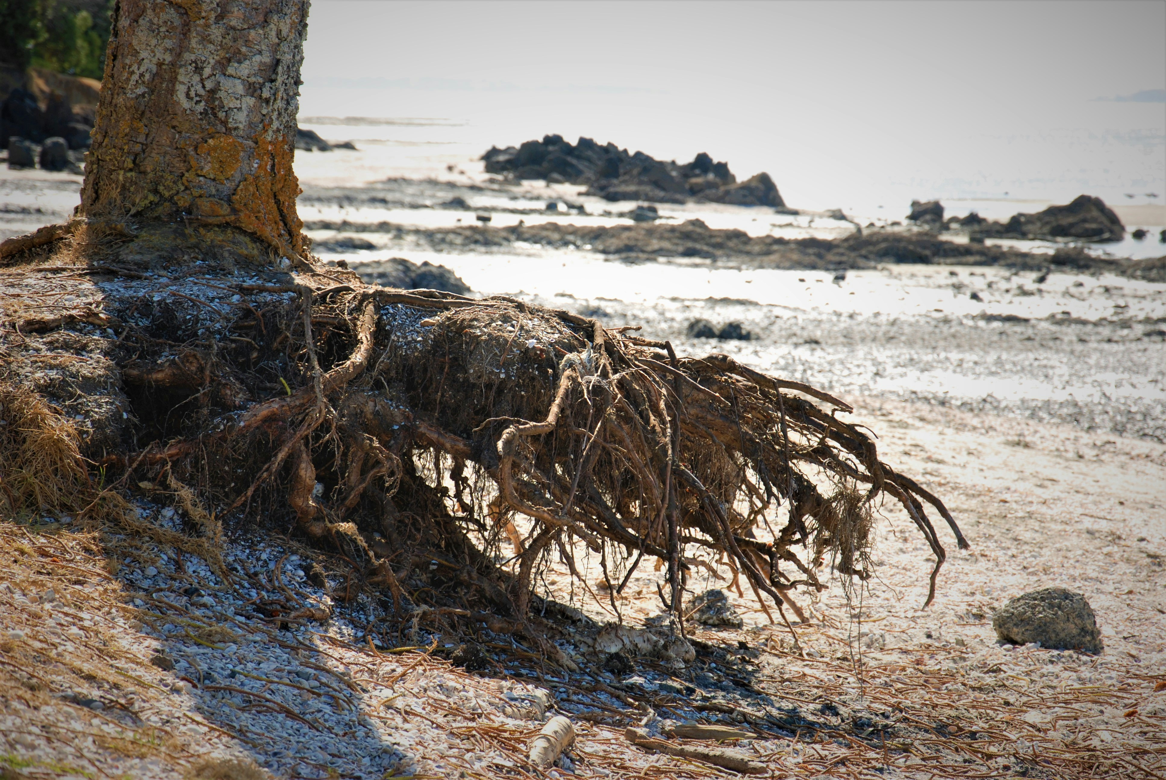 The roots of a tree are exposed on the beach photo – Free New zealand ...