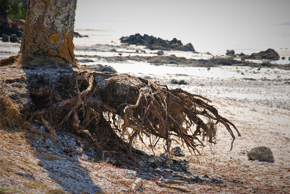 the roots of a tree are exposed on the beach
