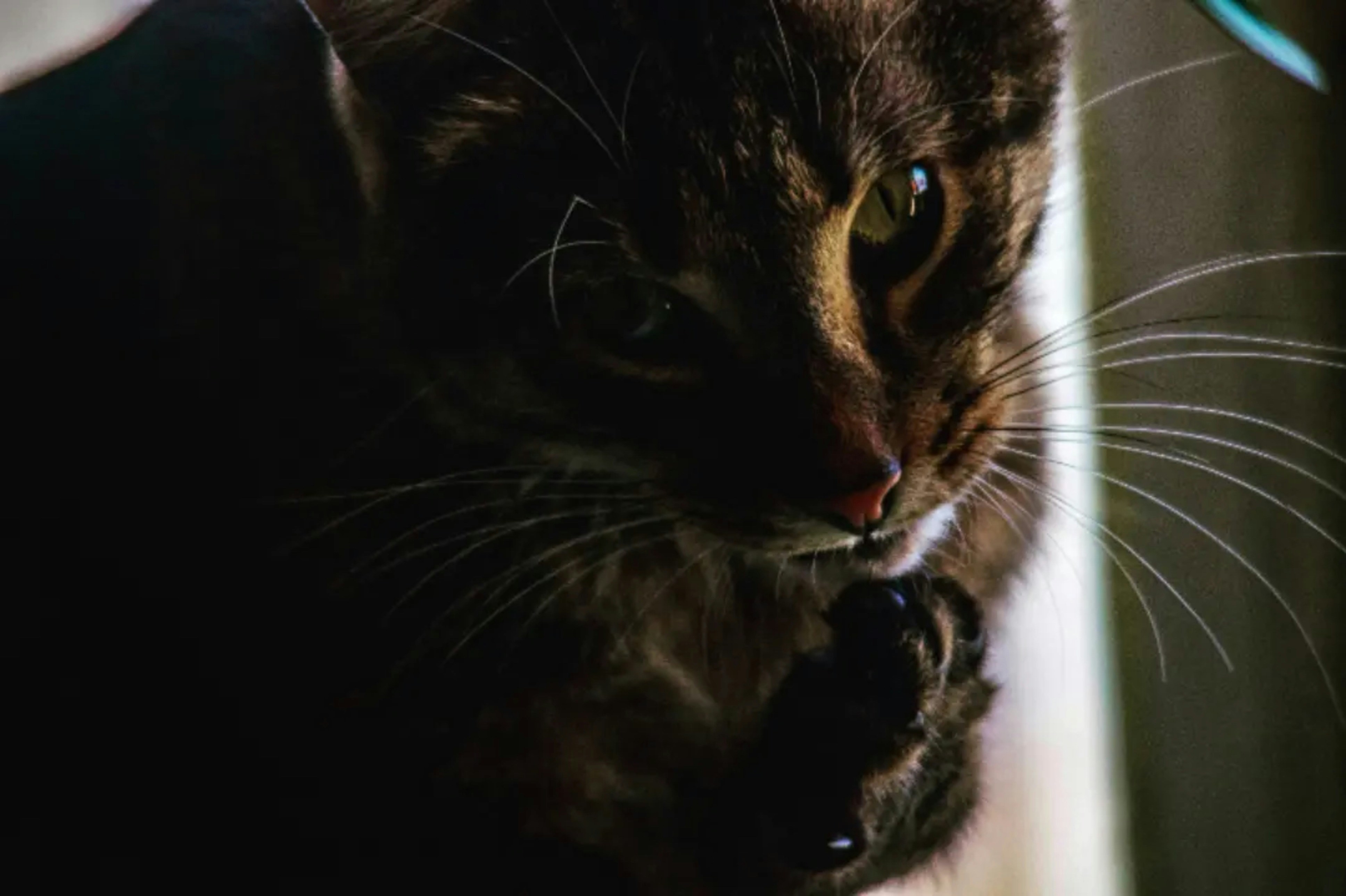 Photo by anna_flowers